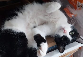 WhatsApp Image 2025-01-27 at 16.52.33