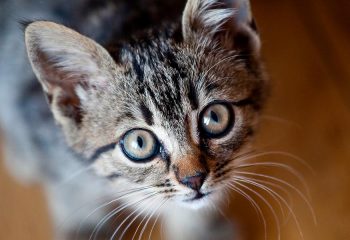 beneficios-de-ter-um-gato