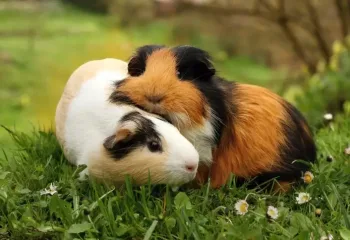 porquinho-da-india-sete-curiosidades